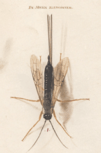 A vintage illustration of a mayfly