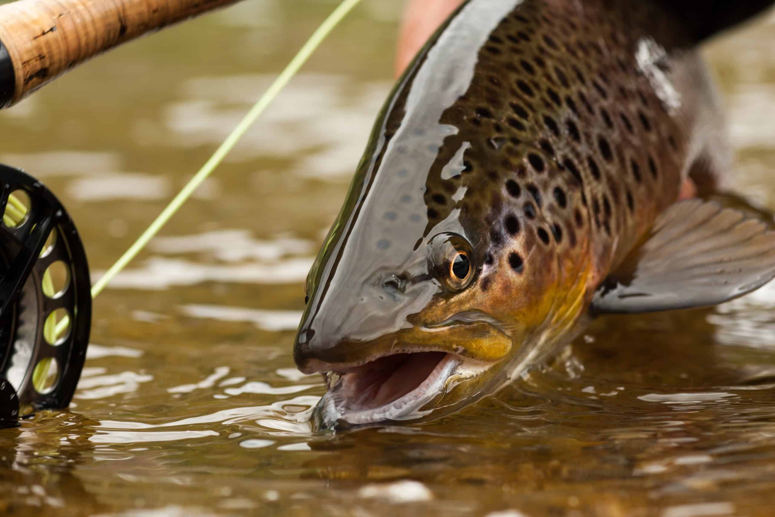 Advice for Fly Fishing Muddy Water