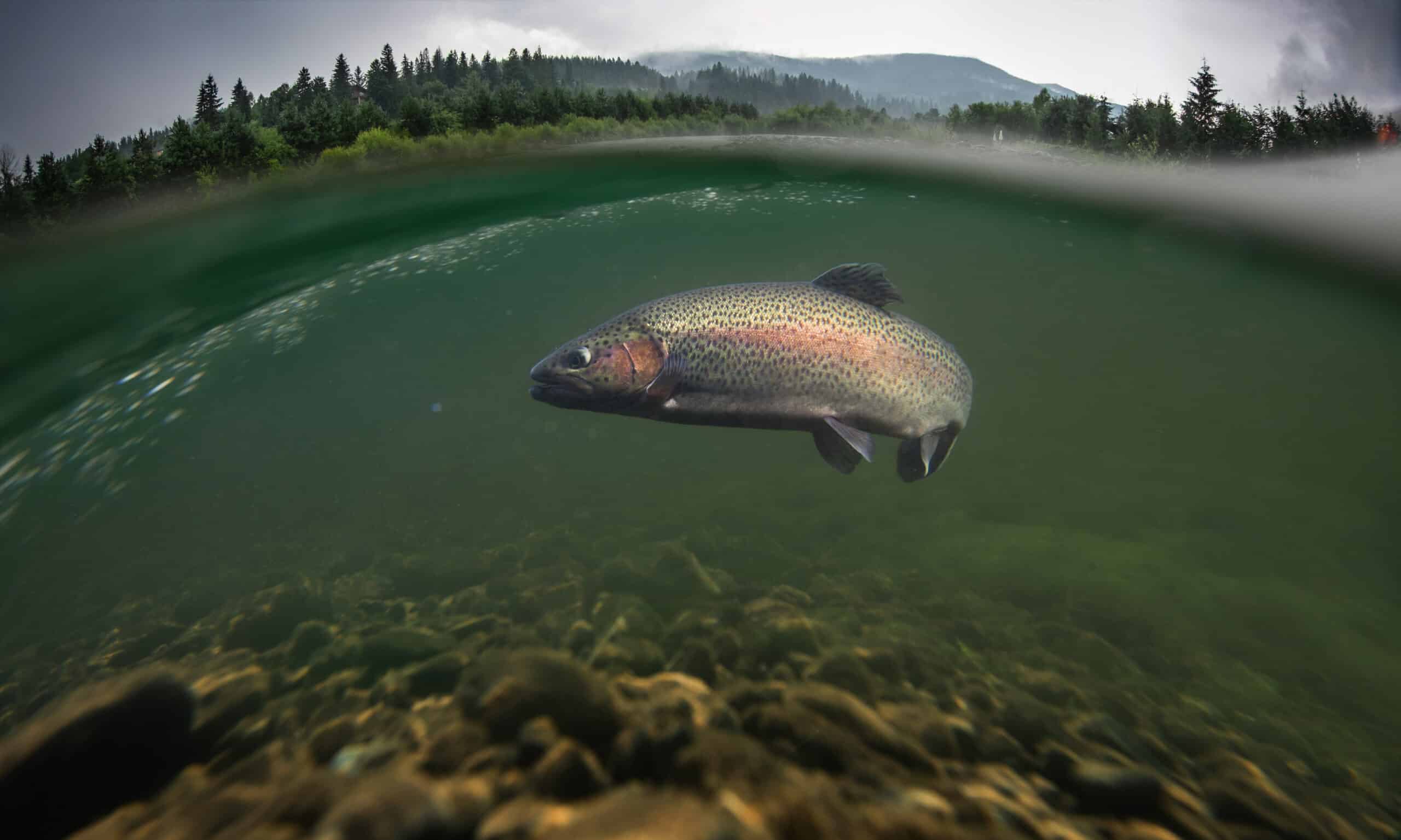 Fly Fishing Guide to Trout Species of Colorado and Wyoming