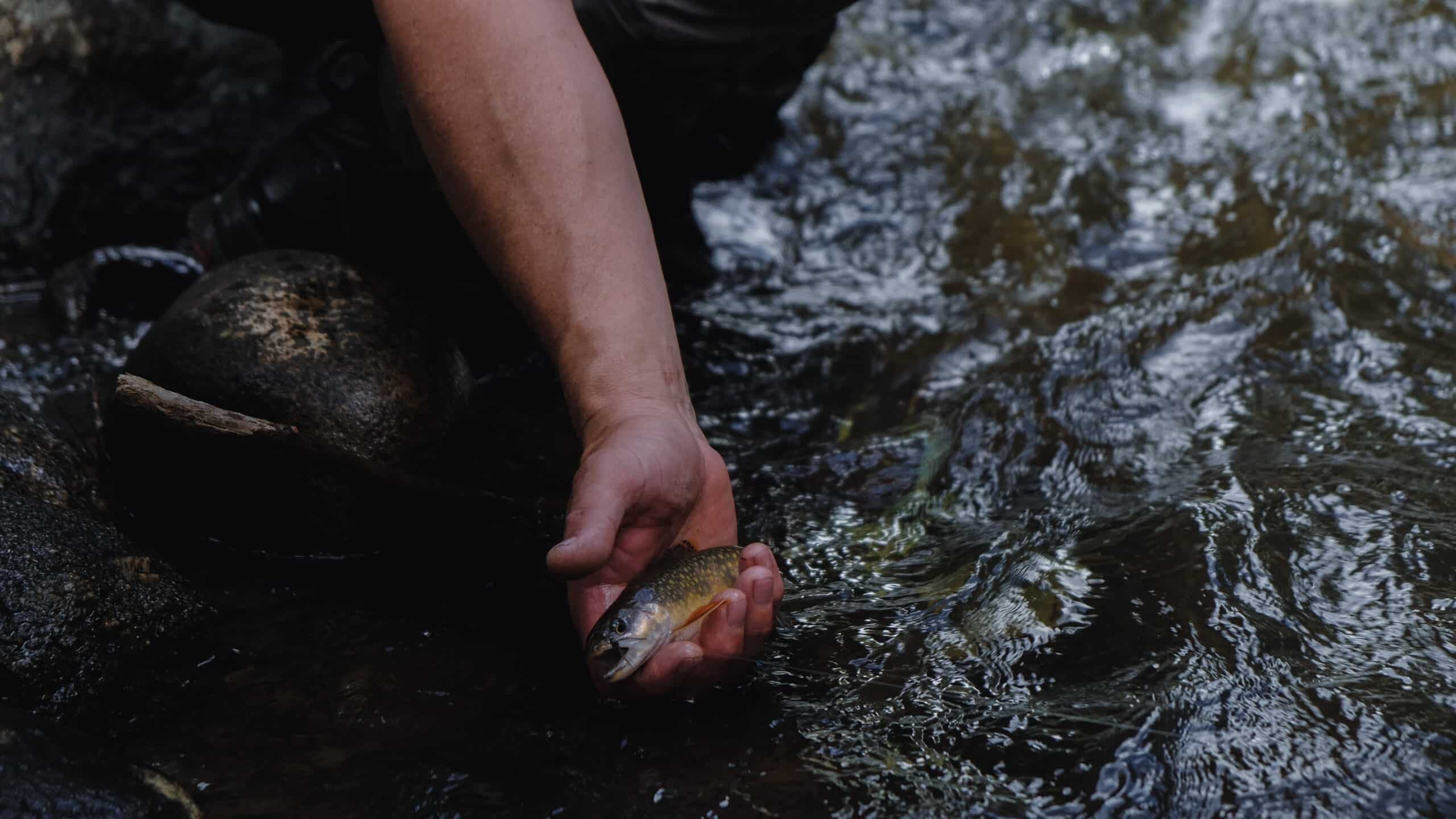 Why We Fish: In Defense of Fishing
