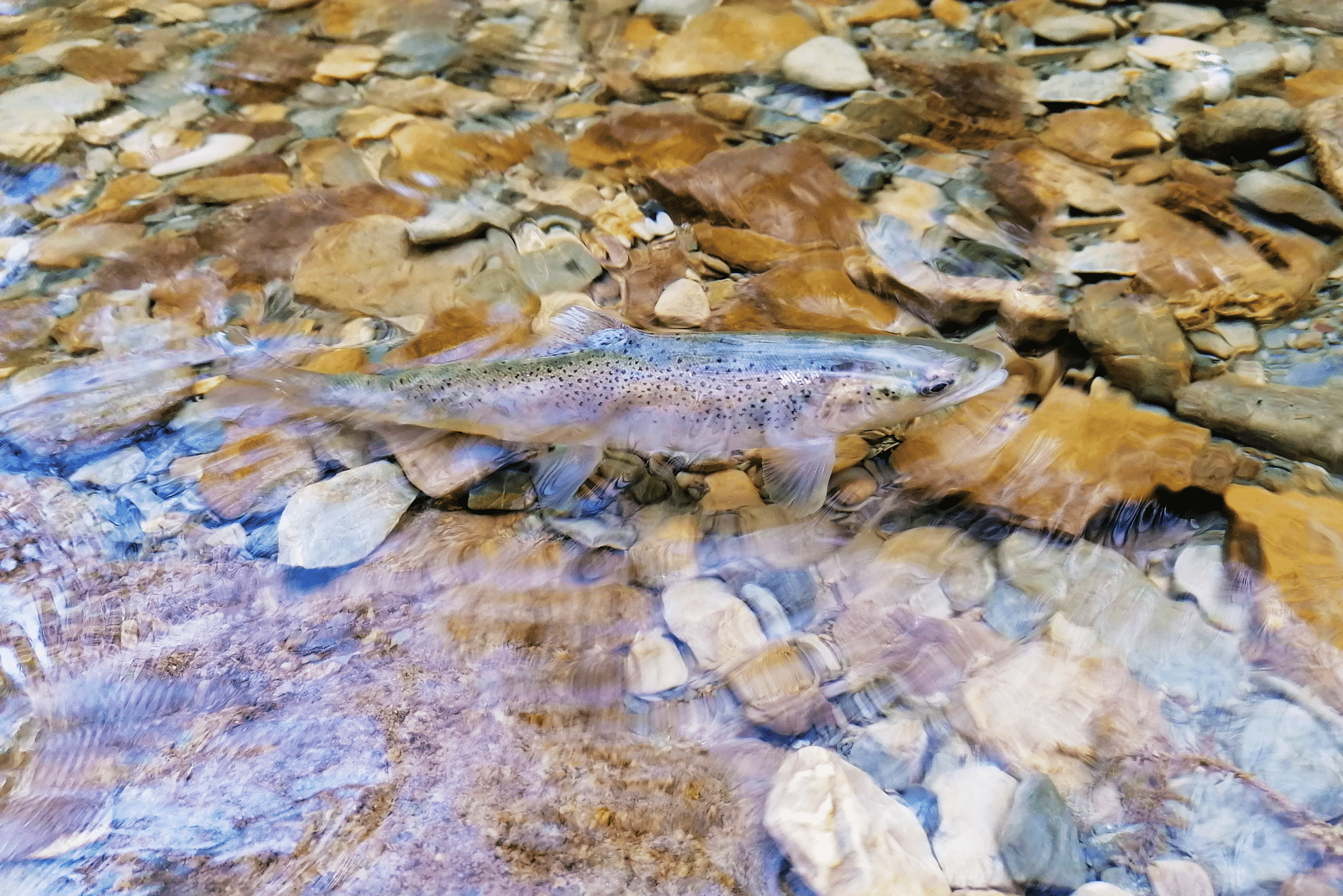 Curiosity Caught the Trout